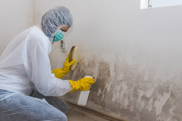 Best Professional Mold Removal  in Saratoga, WY