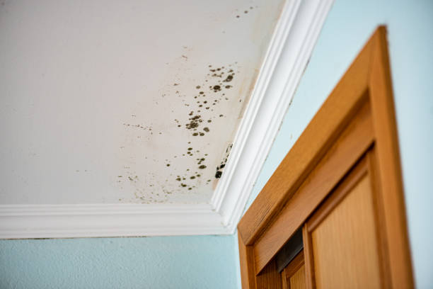 Best Residential Mold Removal  in Saratoga, WY