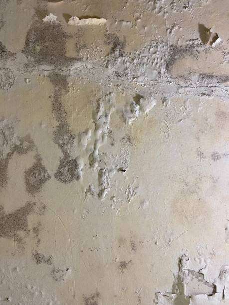 Best Emergency Mold Removal  in Saratoga, WY