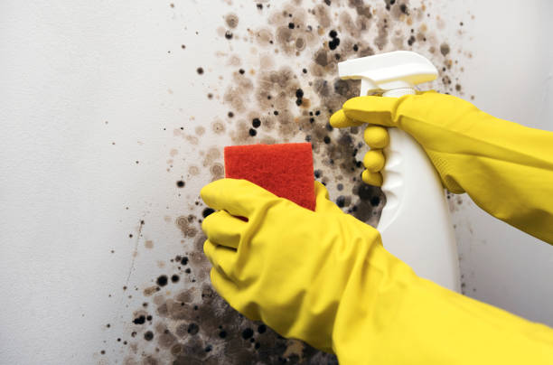 Trusted Saratoga, WY Mold Removal Experts