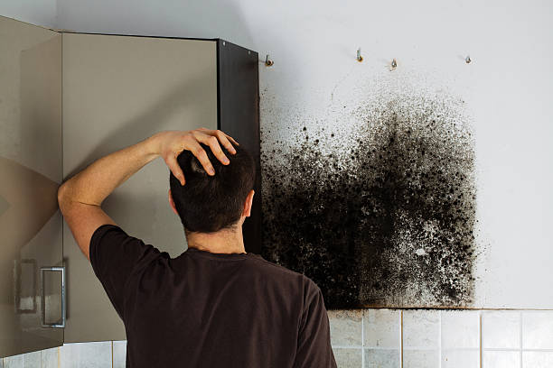 Best Mold Removal Company Near Me  in Saratoga, WY