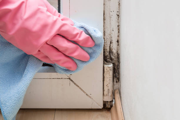 Mold Testing and Removal in Saratoga, WY